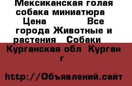 Мексиканская голая собака миниатюра › Цена ­ 53 000 - Все города Животные и растения » Собаки   . Курганская обл.,Курган г.